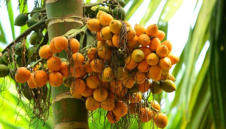 How to Grow and Care for Areca PalmThis easy-care clumping palm can be grown outdoors or as a houseplant