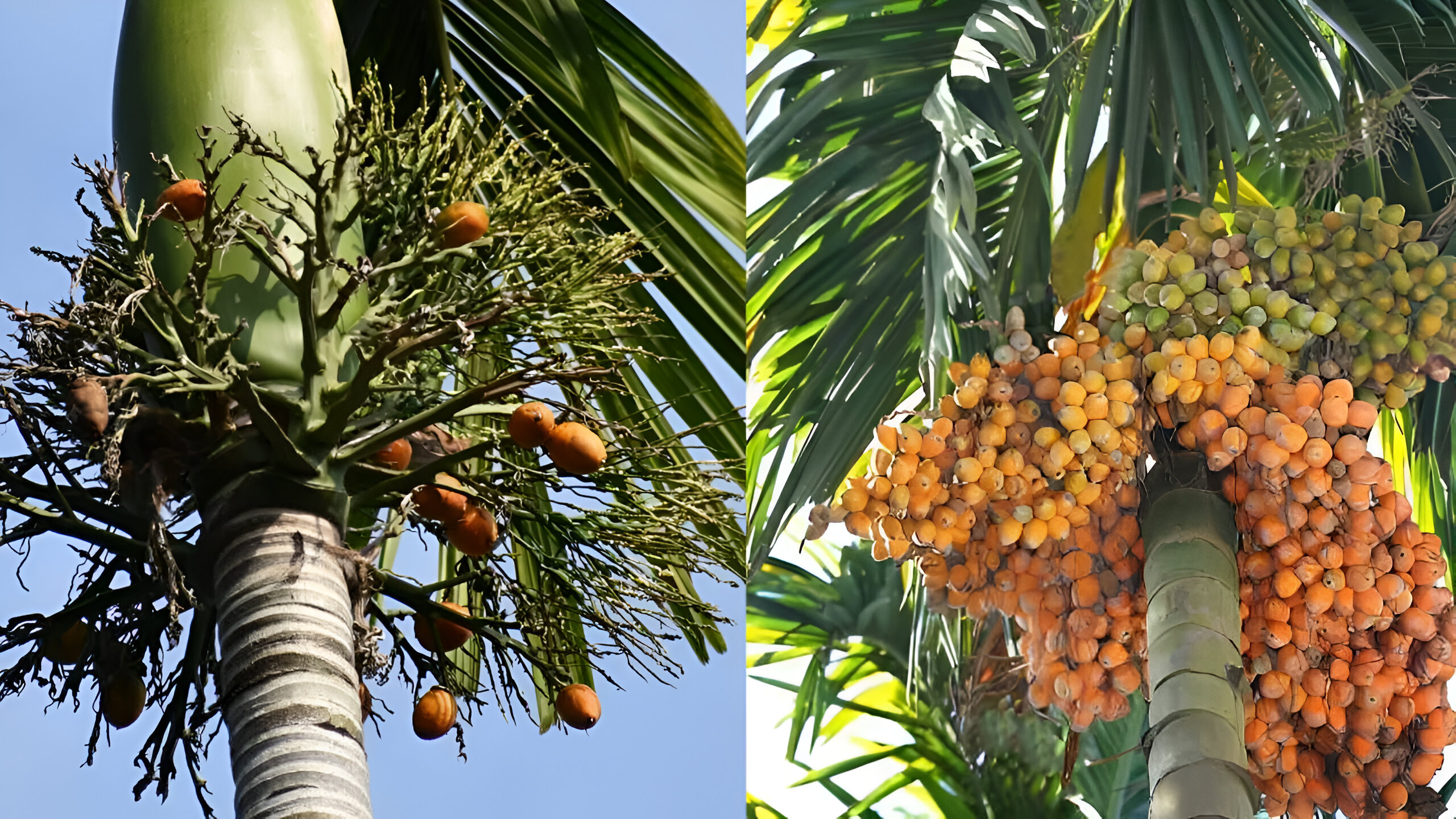 Areca nut production in India is dominant in the coastal region within 400 kilometres